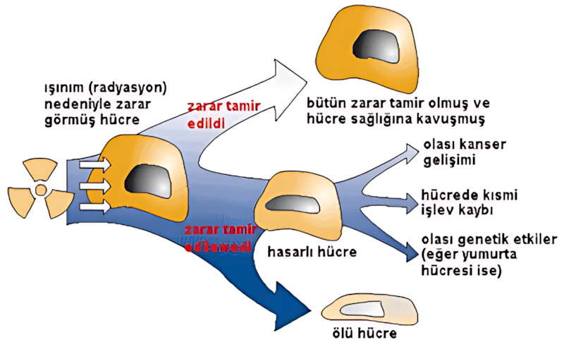 Radyasyonun hücre üzerindeki biyolojik etkileri